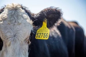 低频RFID识别与动物识别